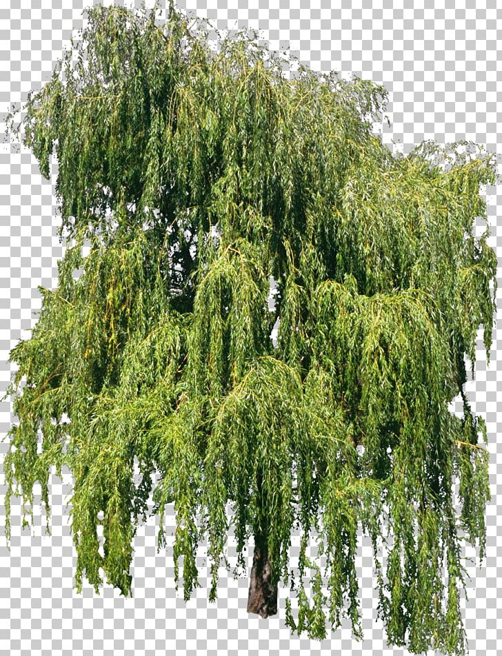 Tree Willow Voirie Plant Profil En Travers PNG, Clipart, Biome, Bush, Ecosystem, Evergreen, Forest Free PNG Download