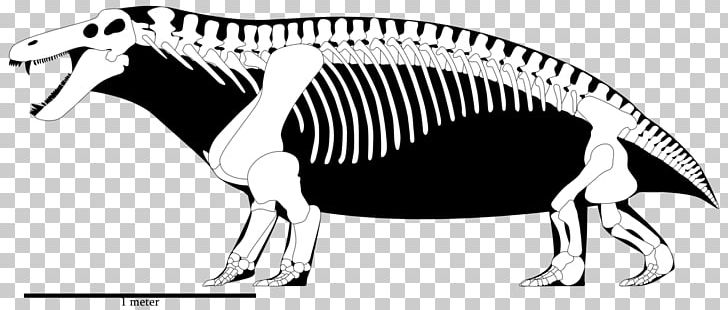 Tyrannosaurus Skeleton Jonkeria Yutyrannus Moschops PNG, Clipart, Animal, Black And White, Capitanian, Carnivoran, Dinosaur Free PNG Download