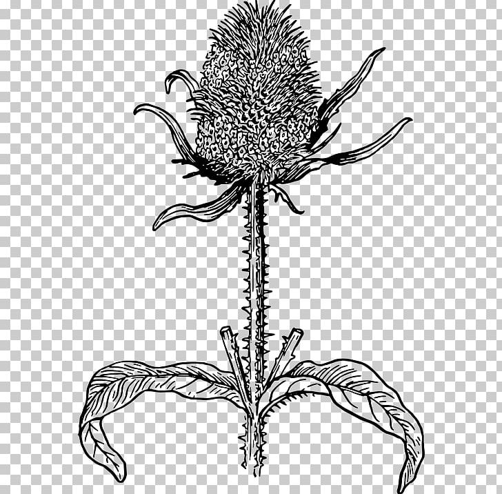 Wild Teasel Milk Thistle Drawing PNG, Clipart, Artwork, Black And White, Botany, Branch, Coloring Book Free PNG Download