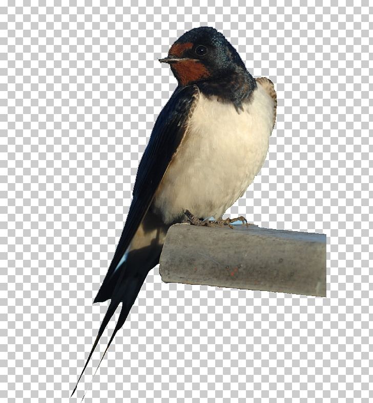 Edible Bird's Nest Barn Swallow Bird Nest PNG, Clipart,  Free PNG Download