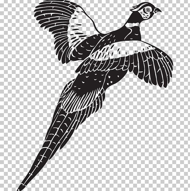 Pheasant Bird Photography PNG, Clipart, Animals, Beak, Bird, Bird Of Prey, Black And White Free PNG Download