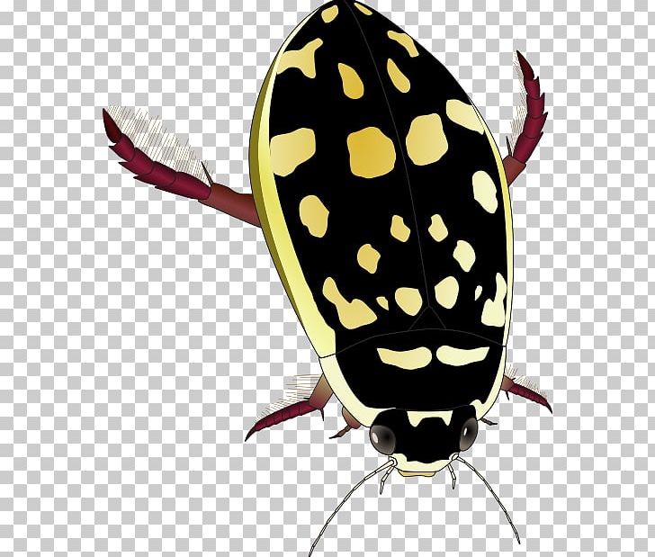 Sunburst Diving Beetle The Diving Beetle Predaceous Diving Beetles Great Diving Beetle PNG, Clipart, Abedus, Aquatic Insect, Beetle, Diving Beetle, Fly Free PNG Download