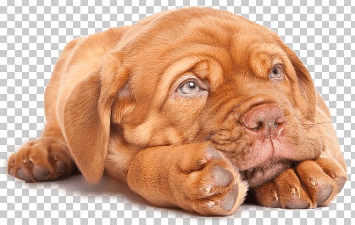 Dog Breed Dogue De Bordeaux Tosa Puppy English Mastiff PNG, Clipart, Animal, April Fools, Bullmastiff, Bull Terrier, Ca De Bou Free PNG Download
