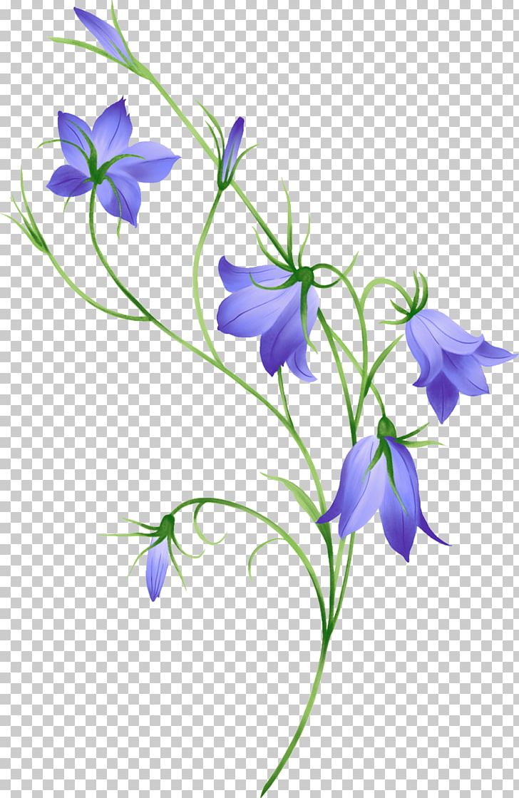 Flower PNG, Clipart, Bell, Bellflower, Bellflower Family, Branch, Digital Image Free PNG Download