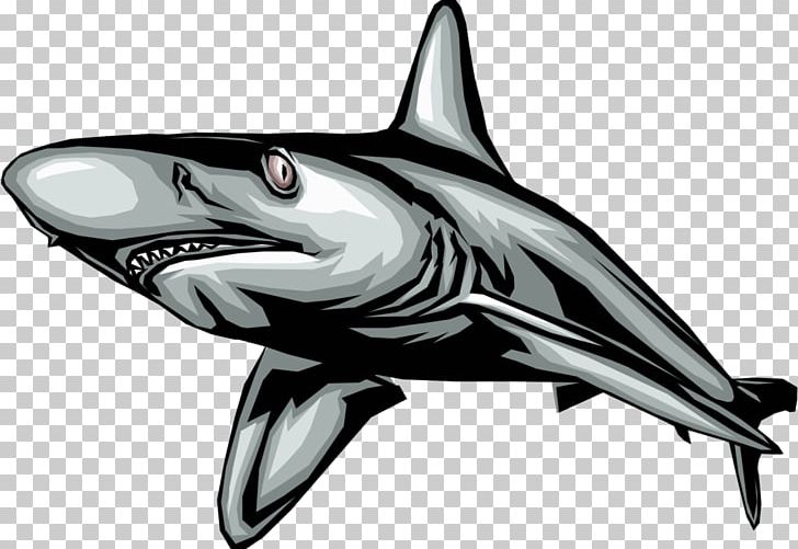 Great White Shark PNG, Clipart, Animals, Automotive Design, Black And White, Blue Shark, Bull Shark Free PNG Download