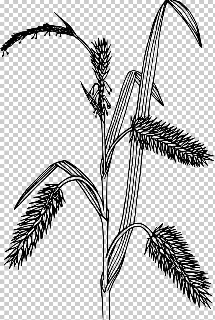 Line Art Carex Hystericina PNG, Clipart, Bitki, Black And White, Branch, Carex Backii, Commodity Free PNG Download
