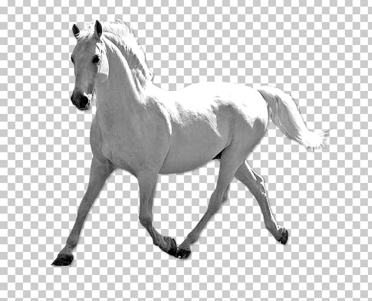 Mustang Stallion Pony Bridle Fond Blanc PNG, Clipart, Bit, Black And White, Bridle, Doom Dada, Fond Blanc Free PNG Download