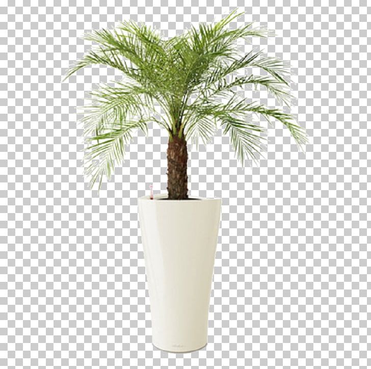 Pygmy Date Palm Tree Plant Chamaedorea Elegans PNG, Clipart, Arecaceae, Arecales, Date Palm, Date Palms, Date Palm Tree Free PNG Download