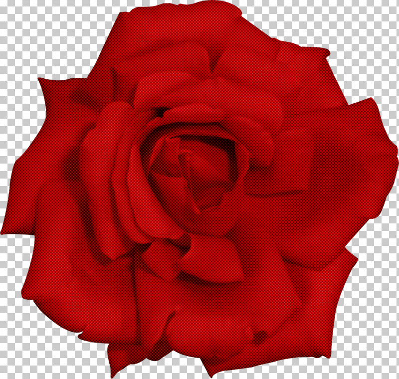 Garden Roses PNG, Clipart, Carmine, China Rose, Cut Flowers, Floribunda, Flower Free PNG Download