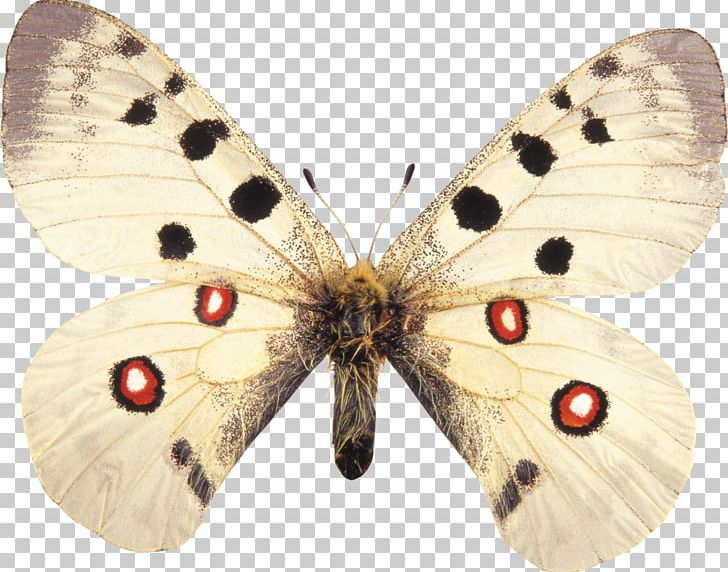 Butterfly Clouded Apollo Species Morpho Deidamia PNG, Clipart, Apollo, Arthropod, Biology, Biotope, Bombycidae Free PNG Download