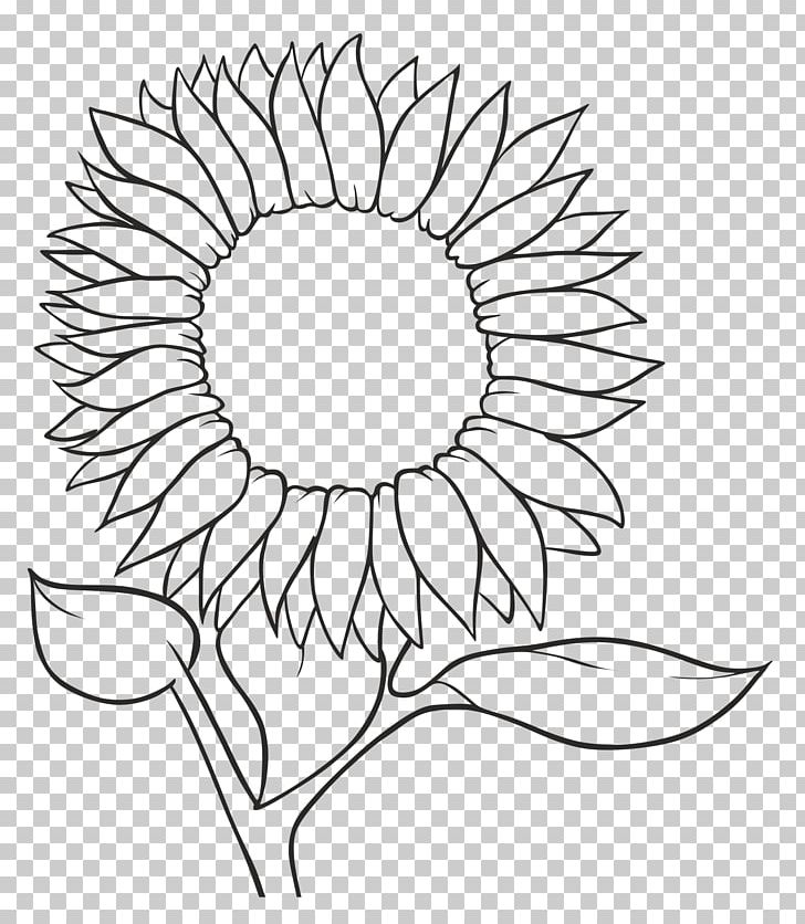 Common Sunflower Drawing Sunflower Seed Sketch PNG, Clipart, Black And White, Cartoon, Circle, Face, Flower Free PNG Download