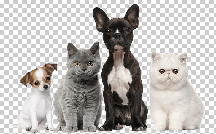 Dog Cat Puppy Kitten Pet PNG, Clipart, Animal, Animals, Burmese, Carnivoran, Cat Free PNG Download