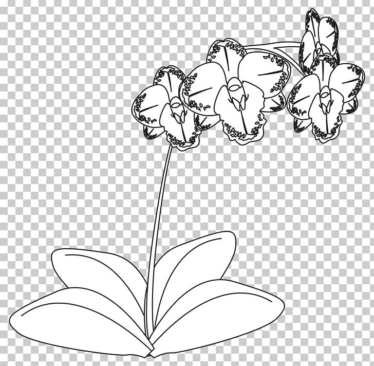 Drawing Orchids Black And White Line Art PNG, Clipart, Artwork, Black , Body Jewelry, Cut Flowers, Desktop Wallpaper Free PNG Download