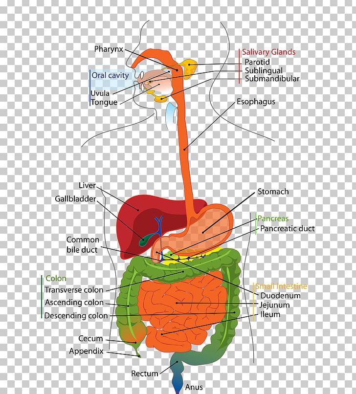 Human Digestive System Digestion Respiratory System Respiratory Tract Gastrointestinal Tract PNG, Clipart, Anatomy, Area, Diagram, Digestion, Digestive System Free PNG Download