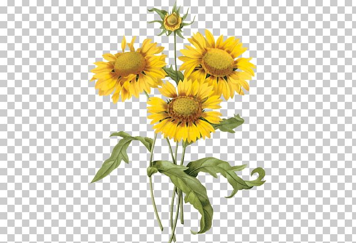 Botanical Illustration Common Sunflower Art Botany PNG, Clipart, Blanket Flowers, Chrysanths, Cut Flowers, Daisy Family, Digital Art Free PNG Download