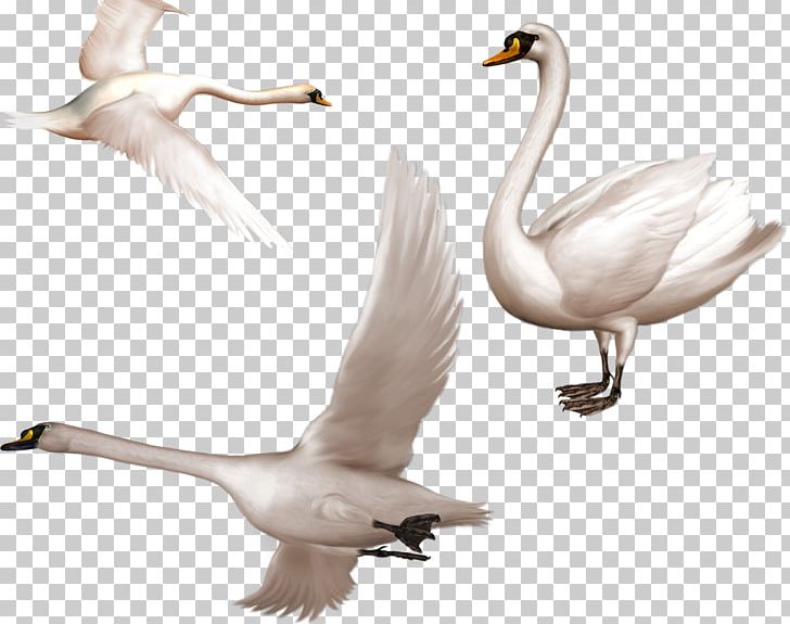 Cygnini Bird PNG, Clipart, Albom, Animal, Animals, Anser, Archive File Free PNG Download