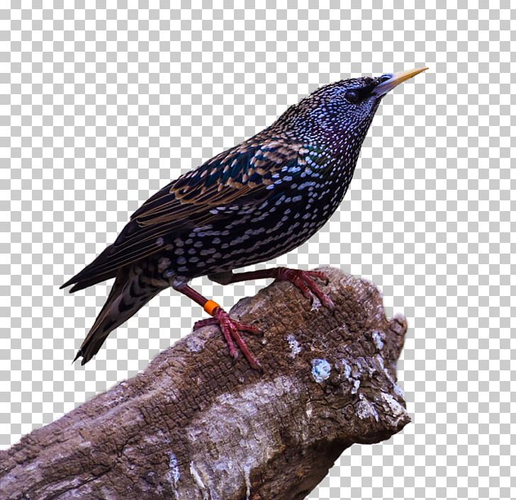 Bird Common Raven PNG, Clipart, Animal, Animals, Beak, Birds, Crows Free PNG Download