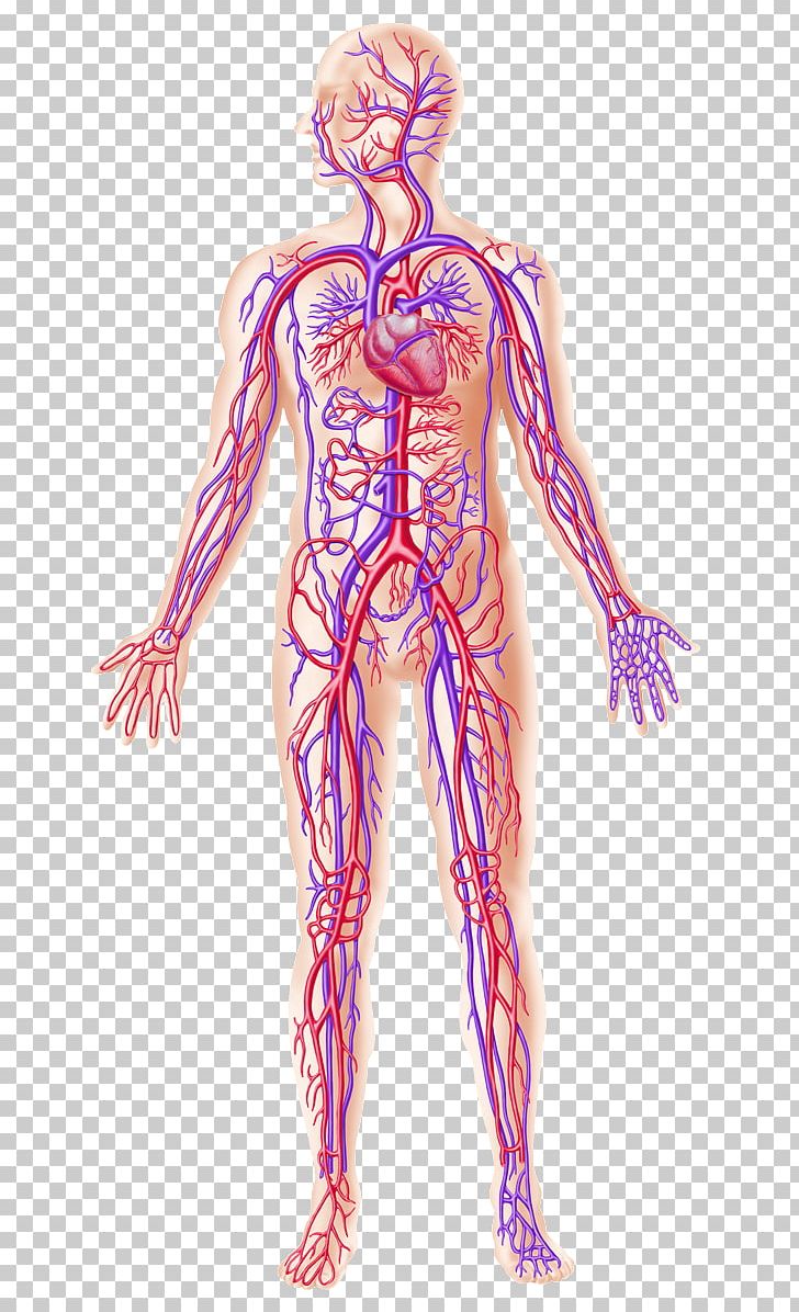 Circulatory System Human Body Blood Vessel Organ System PNG, Clipart, Arm, Art, Artery, Blood, Blood Vessel Free PNG Download