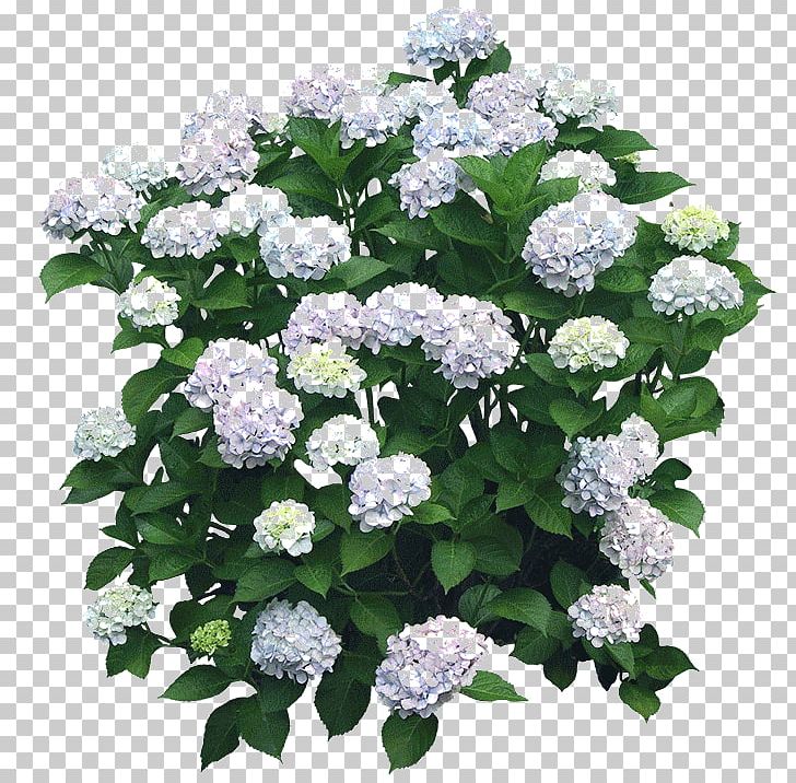 Flower Garden Shrub French Hydrangea Tree PNG, Clipart, Annual Plant, Candytuft, Cornales, Cut Flowers, Evergreen Candytuft Free PNG Download