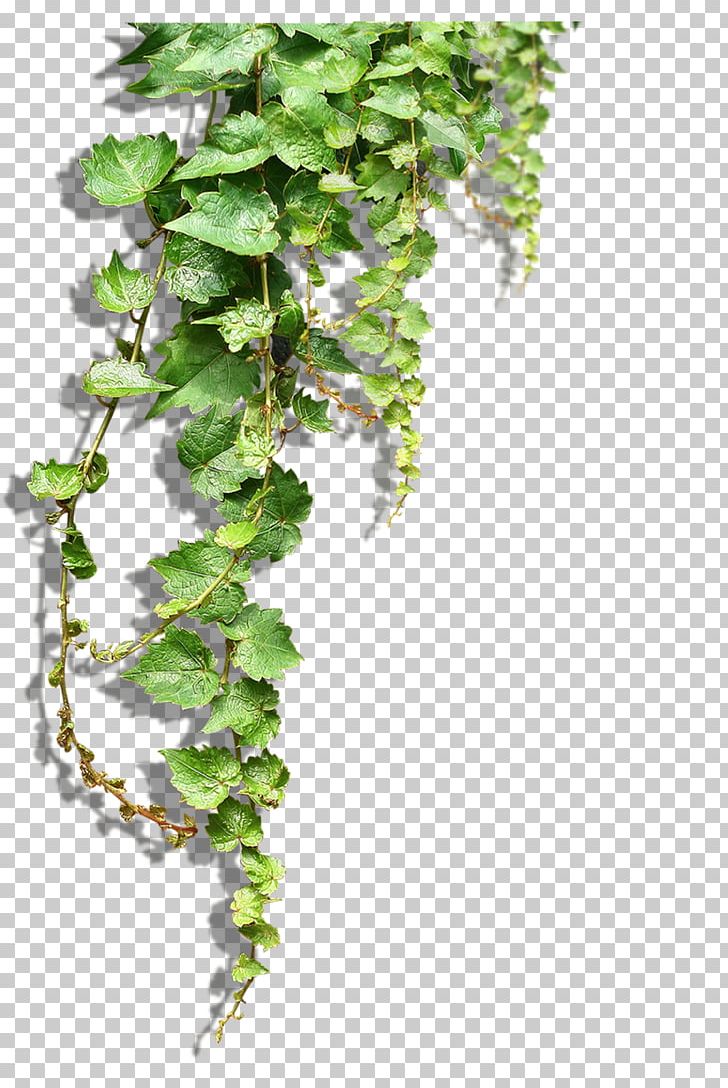 Plant Vine Tree PNG, Clipart, Adobe Illustrator, Branch, Flower Bouquet, Flower Pattern, Flowerpot Free PNG Download