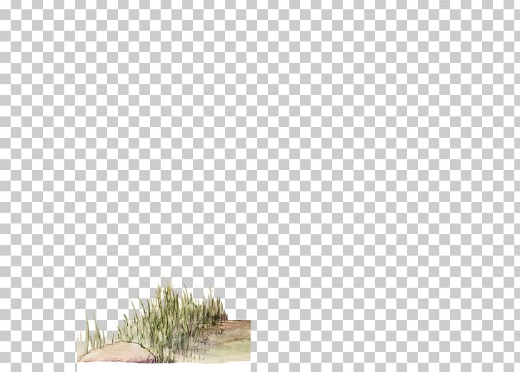 Tree Grasses Plant Sky Family PNG, Clipart, Family, Grass, Grasses, Grass Family, Nature Free PNG Download