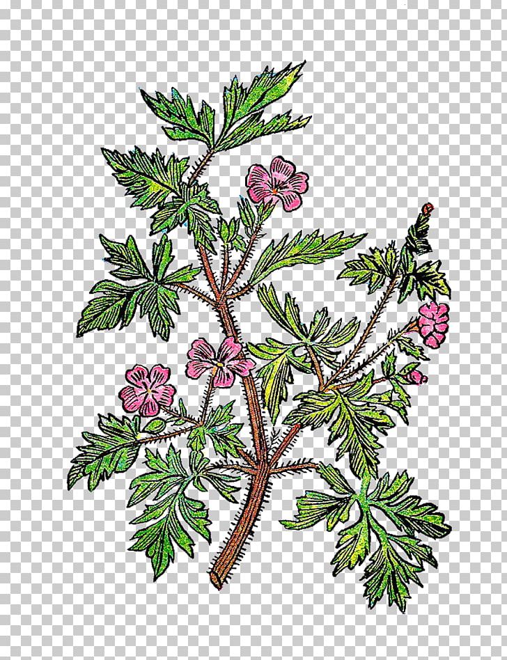 Twig Plant Stem Leaf Tree Botanical Illustration PNG, Clipart, Background, Botanical Illustration, Botany, Branch, Flowering Plant Free PNG Download