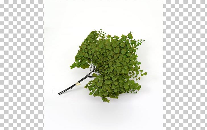 Plant Stock Photography Parsley Shrub PNG, Clipart, Aquatic Plants, Food Drinks, Herb, Leaf Vegetable, Light Free PNG Download