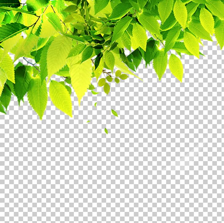 Poster Art PNG, Clipart, Art, Background Green, Banner, Branch, Clips Free PNG Download
