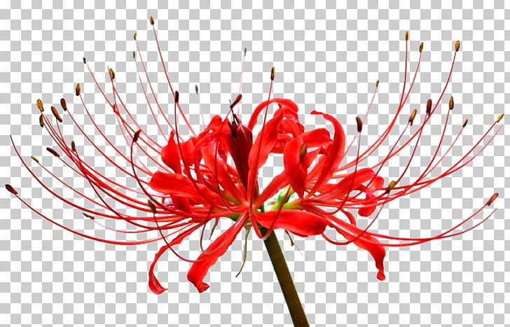 Red Spider Lily Surprise Lily Bulb Lilium Kinchakuda PNG, Clipart, Autumn, Blossom, Bulb, Chrysanths, Closeup Free PNG Download