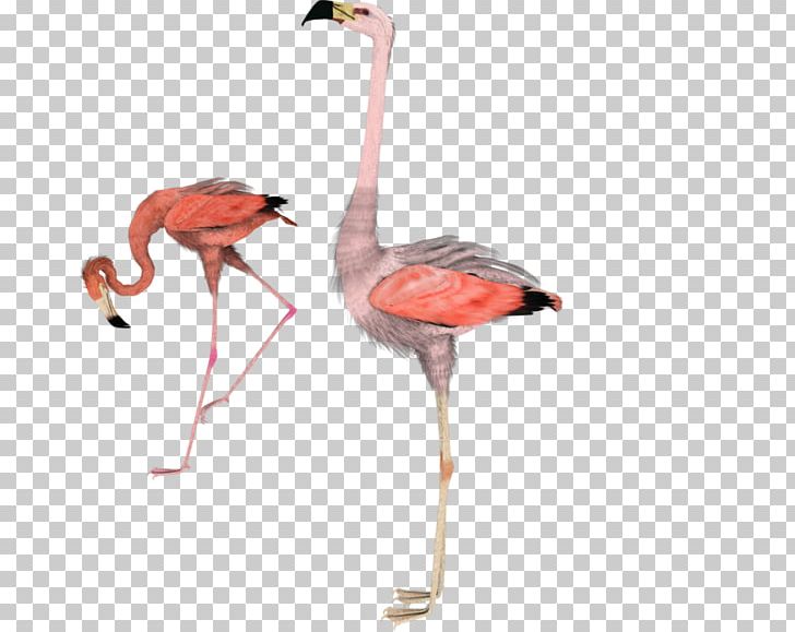 Water Bird Flamingo PNG, Clipart, Animal, Animals, Art, Beak, Bird Free PNG Download