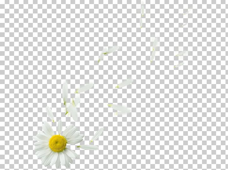 Common Daisy Flower Oxeye Daisy Daisy Family Plant PNG, Clipart, Black And White, Branch, Closeup, Common Daisy, Computer Free PNG Download