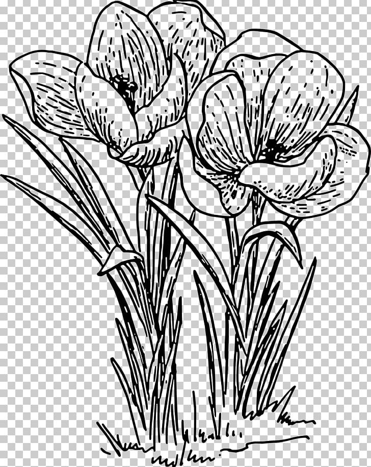 Crocus Line Art PNG, Clipart, Artwork, Black And White, Black Rose, Botany, Color Free PNG Download