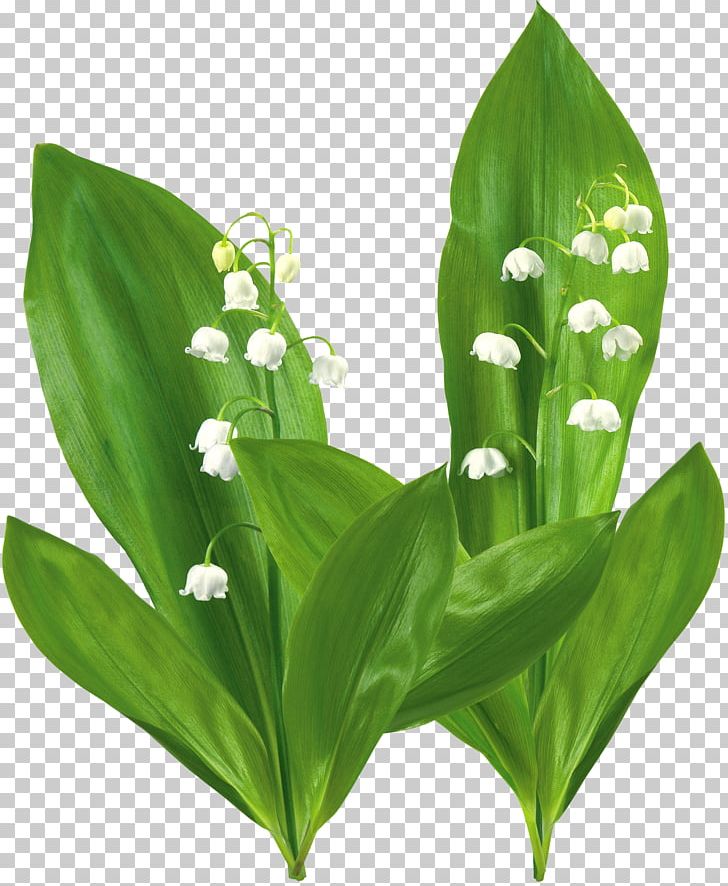 Flower Plant Lily Of The Valley Lilium PNG, Clipart, Desktop Wallpaper, Flower, Grass, Leaf, Lilium Free PNG Download
