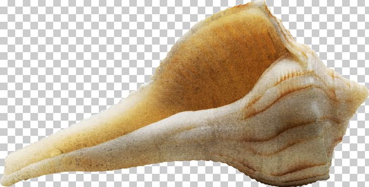 Sea Snail Seashell Conch PNG, Clipart, Albom, Conch, Element, Finger, Hand Free PNG Download