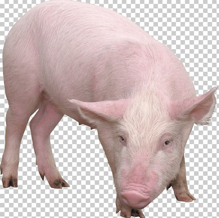 Domestic Pig PNG, Clipart, Akitainu, Animals, Catstagram, Clipping Path, Desktop Wallpaper Free PNG Download