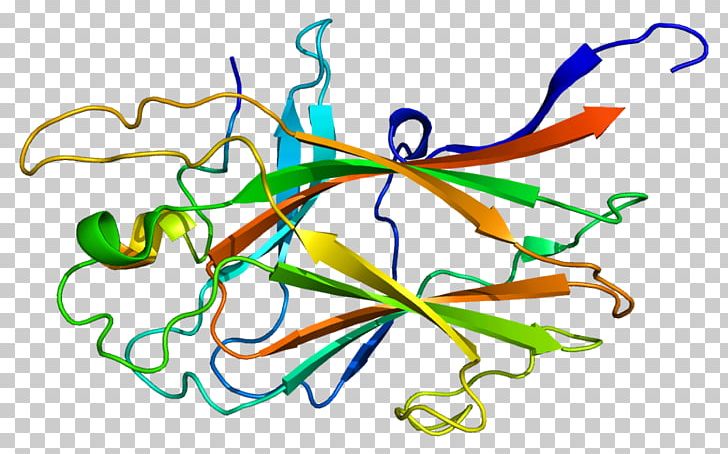 Ephrin Receptor EPH Receptor B4 Tyrosine Kinase PNG, Clipart, Area, Art, Artwork, Circle, Endothelium Free PNG Download