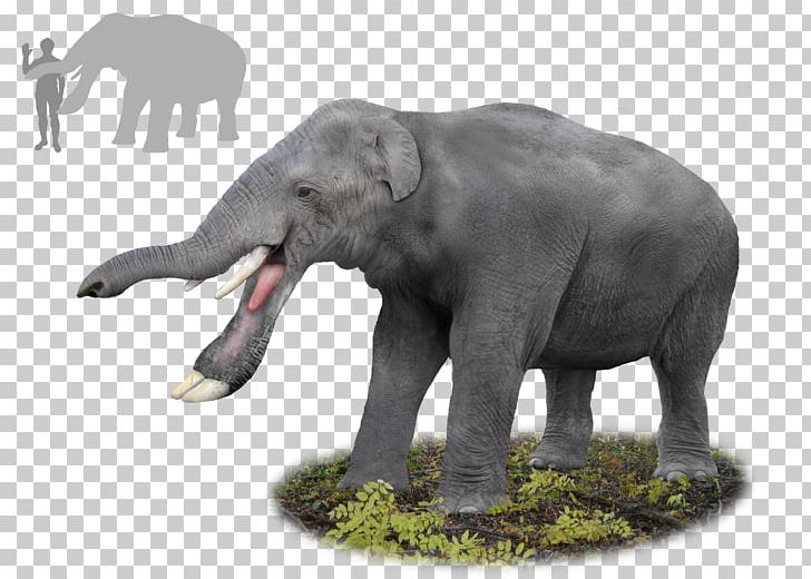 Platybelodon Gomphotherium Miocene Elephant Palaeomastodon PNG, Clipart, Amebelodon, Animals, Cuvieronius, Elephant, Elephants And Mammoths Free PNG Download