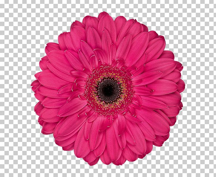 Transvaal Daisy Cut Flowers Floristry Café De L'Amitié Flower Bouquet PNG, Clipart,  Free PNG Download