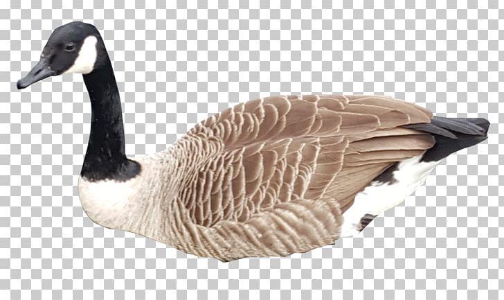 Canada Goose Bird Duck Mallard PNG, Clipart, Anatidae, Animal, Animals, Beak, Bird Free PNG Download