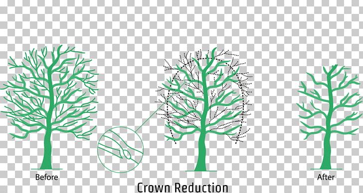 Branch Crown Pruning Leaf Tree PNG, Clipart, After The Crown, Branch, Conifer, Crown, Flora Free PNG Download