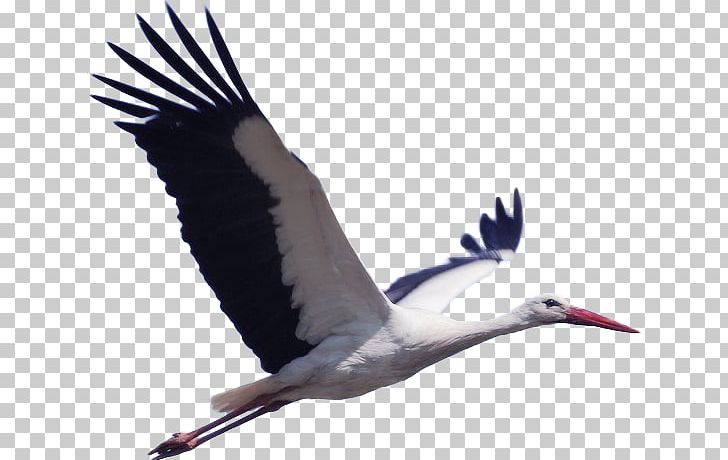 White Stork Bird Pixabay Animal Migration PNG, Clipart, Background White, Beak, Bird Migration, Birds, Black Free PNG Download