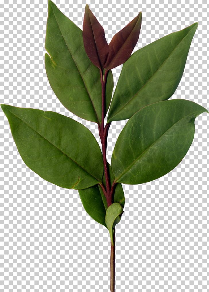 Leaf Plant Stem PNG, Clipart, Background Green, Fall Leaves, Green, Green Leaf, Green Leaves Free PNG Download