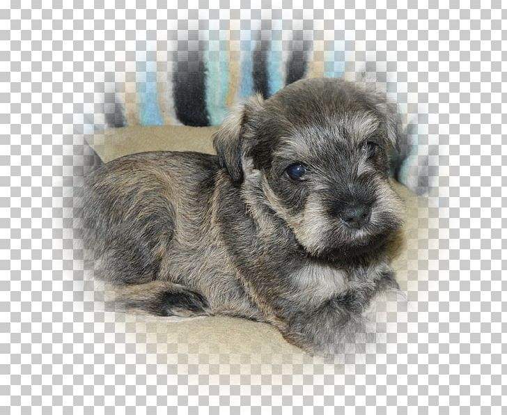Miniature Schnauzer Standard Schnauzer Glen Of Imaal Terrier Schnoodle Puppy PNG, Clipart, Animals, Breed Group Dog, Carnivoran, Cesky Terrier, Companion Dog Free PNG Download