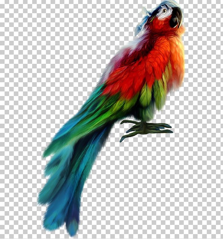Piracy Bird Parrot PNG, Clipart, Animals, Beak, Bird, Common Pet Parakeet, Fauna Free PNG Download