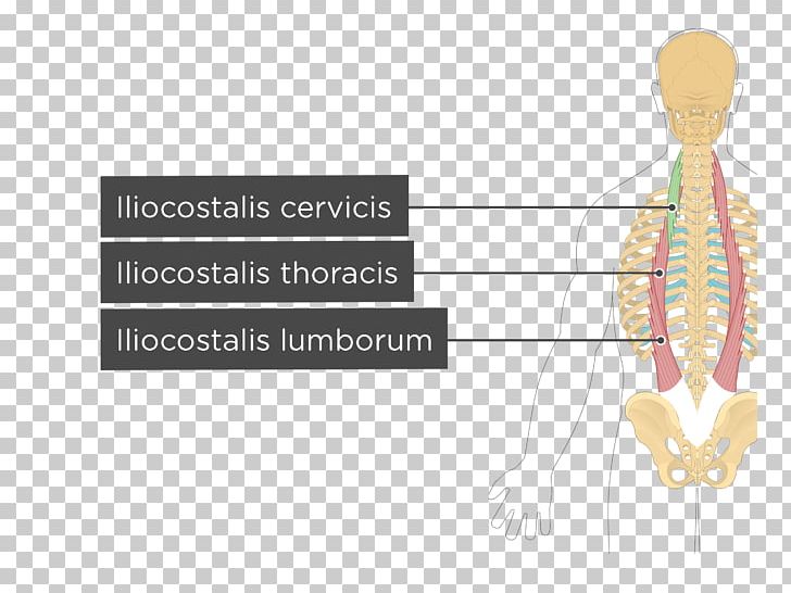 Quadratus Lumborum Muscle Musculus Iliocostalis Lumborum Origin And Insertion PNG, Clipart, Abdomen, Abdominal Wall, Anatomy, Angle, Diagram Free PNG Download