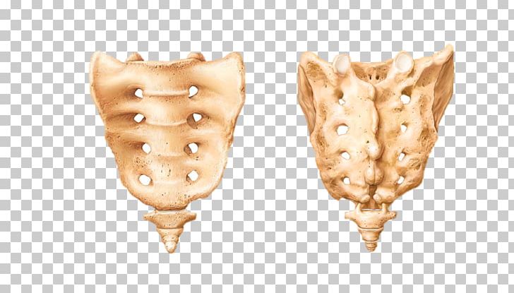 Sacrum Coccyx Anatomy Vertebral Column Human Skeleton PNG, Clipart,  Free PNG Download