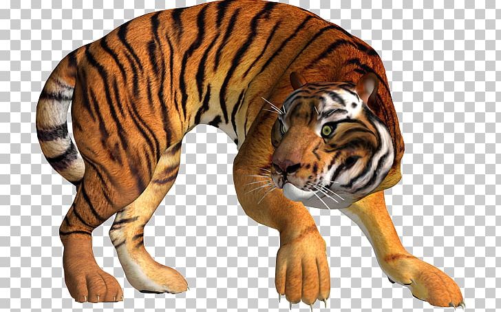 Tiger Lion Leopard Cat PNG, Clipart, Animal, Animals, Animation, Big Cats, Bxe0ner Free PNG Download