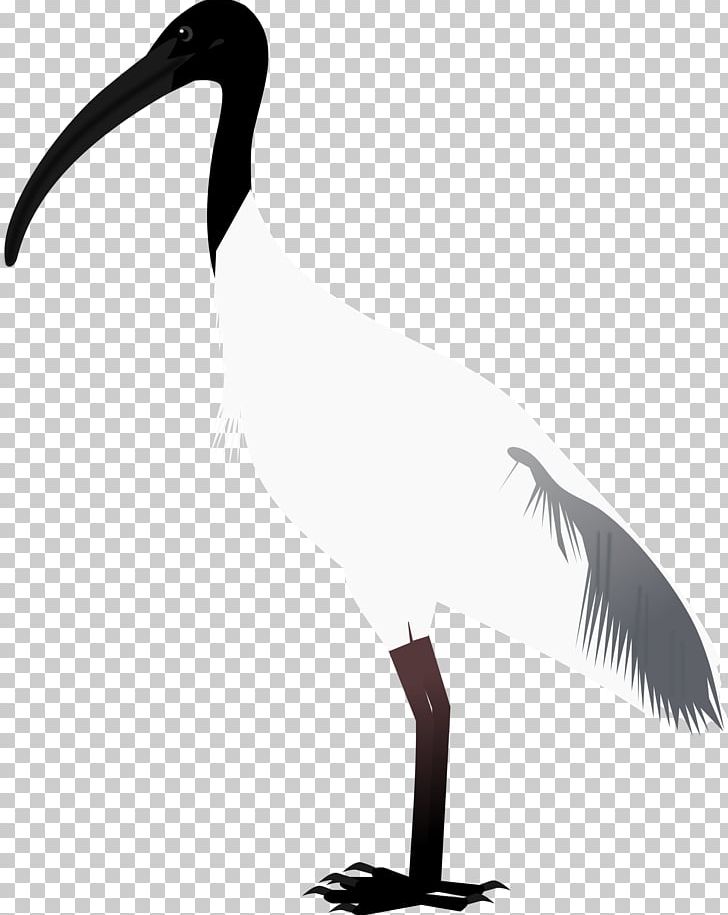 Beak Bird Goose Crane Cygnini PNG, Clipart, Anatidae, Animals, Beak, Bird, Black And White Free PNG Download