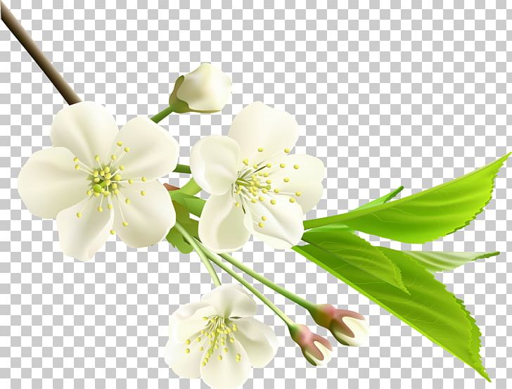Flower White Branch PNG, Clipart, Blossom, Branch, Cherry Blossom, Clip Art, Cut Flowers Free PNG Download