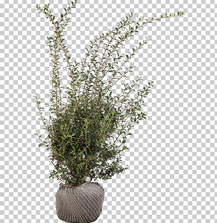 Flowerpot Houseplant Shrub Herb Branching PNG, Clipart, Branch, Branching, Flowerpot, Grass, Herb Free PNG Download